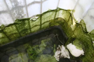 algues dans récupérateur d'eau, cuve à eau, citerne d'eau